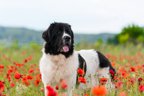 landseer dog pure breed in poppy
